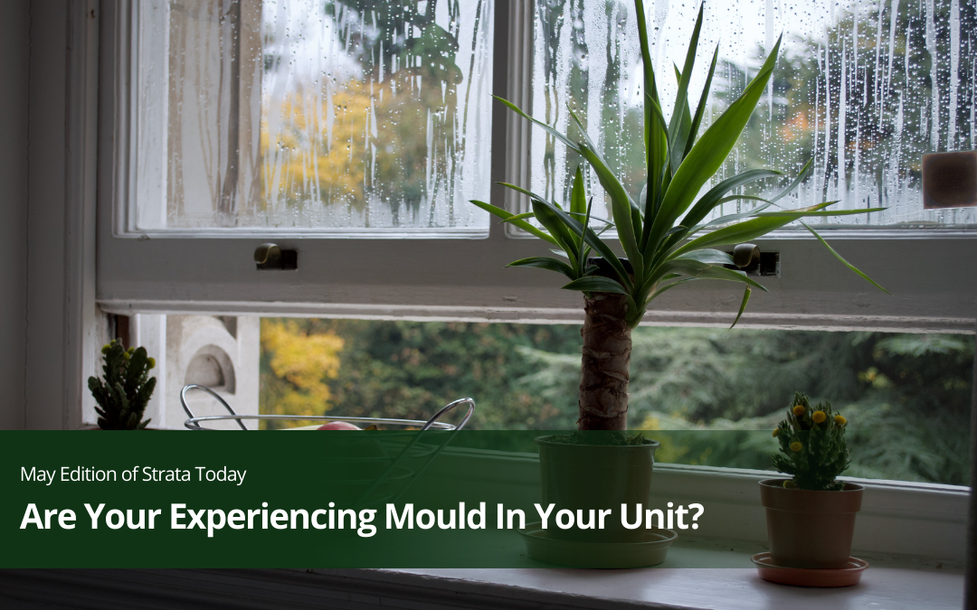 Are You Experiencing Mould In Your Unit?